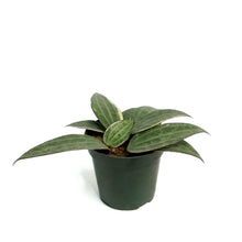 Load image into Gallery viewer, Hoya, 4in, Macrophylla