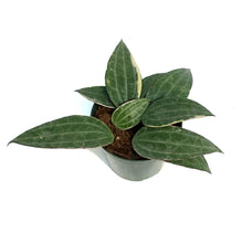 Load image into Gallery viewer, Hoya, 4in, Macrophylla