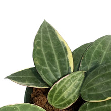 Load image into Gallery viewer, Hoya, 4in, Macrophylla