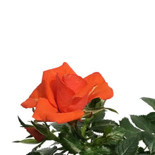 Load image into Gallery viewer, Mini Rose, 2.5in, Assorted Colours