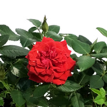 Load image into Gallery viewer, Mini Rose, 2.5in, Assorted Colours