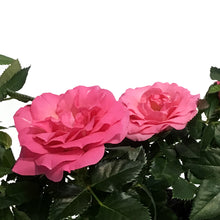 Load image into Gallery viewer, Mini Rose, 2.5in, Assorted Colours