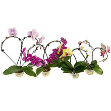 Load image into Gallery viewer, Orchid, 5in, Casa Luna
