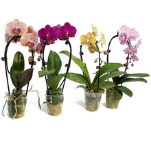 Load image into Gallery viewer, Orchid, 3.5in,Waterfall