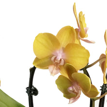 Load image into Gallery viewer, Orchid, 3.5in,Waterfall