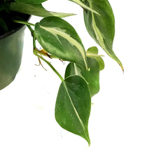 Load image into Gallery viewer, Philodendron, 6in, Rio