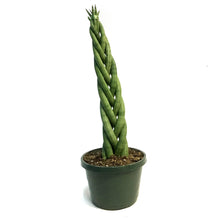 Load image into Gallery viewer, Sansevieria, 8in, Braid
