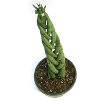 Load image into Gallery viewer, Sansevieria, 8in, Braid