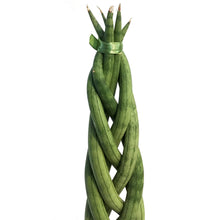Load image into Gallery viewer, Sansevieria, 8in, Braid