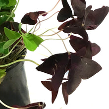 Load image into Gallery viewer, Oxalis 6in, Tricolor