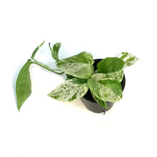 Load image into Gallery viewer, Epipremnum Pinnatum, Marble, 4in, Variegated