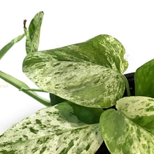 Load image into Gallery viewer, Epipremnum Pinnatum, Marble, 4in, Variegated