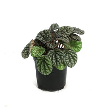 Load image into Gallery viewer, Peperomia, 4in, Pobo Lavender