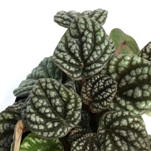 Load image into Gallery viewer, Peperomia, 4in, Pobo Lavender