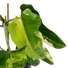 Load image into Gallery viewer, Philodendron, 6in, Burle Marx, Varigated