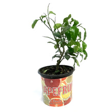 Load image into Gallery viewer, Grapefruit, 8in, Ray Ruby Standard