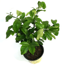 Load image into Gallery viewer, Lemon, 8in, Ponderosa
