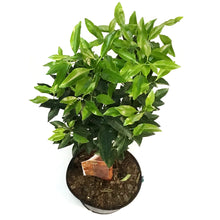 Load image into Gallery viewer, Tangerine, 5 Gal, Ponkan