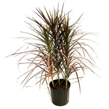 Load image into Gallery viewer, Dracaena, 10in,Marginata