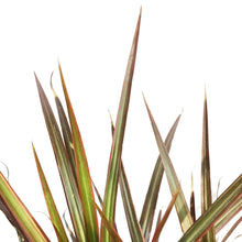 Load image into Gallery viewer, Dracaena, 10in,Marginata