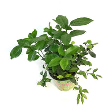 Load image into Gallery viewer, 8in Cocktail Bush, lemon/lime mix