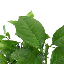 Load image into Gallery viewer, 8in Cocktail Bush, lemon/lime mix
