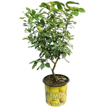 Load image into Gallery viewer, Lemon, 10in, Eureka