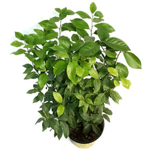 Load image into Gallery viewer, Lemon, 10in, Eureka