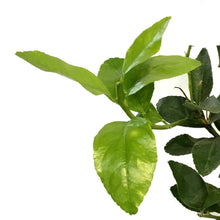 Load image into Gallery viewer, Lime, 10in, Persian