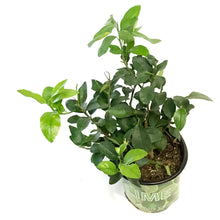 Load image into Gallery viewer, Lime, 10in, Persian