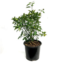 Load image into Gallery viewer, Orange,10in, Calamondin