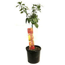 Load image into Gallery viewer, Grapefruit, 5 Gal, Ray Ruby Standard