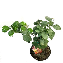 Load image into Gallery viewer, Grapefruit, 5 Gal, Ray Ruby Standard