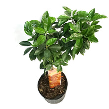 Load image into Gallery viewer, Orange, 5 Gal, Blood