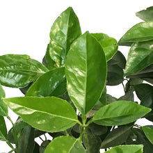 Load image into Gallery viewer, Orange, 5 Gal, Blood