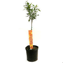 Load image into Gallery viewer, Orange, 5 Gal, Ambersweet