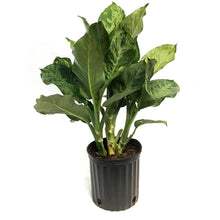 Load image into Gallery viewer, Dieffenbachia, 10in, Mary
