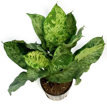 Load image into Gallery viewer, Dieffenbachia, 10in, Mary