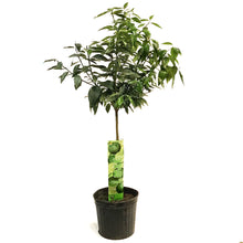 Load image into Gallery viewer, Lime, 5 Gal, Red