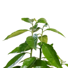 Load image into Gallery viewer, Lime, 5 Gal, Red