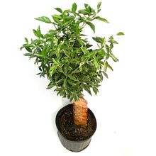 Load image into Gallery viewer, Kumquat, 5gal, Centennial Varigated