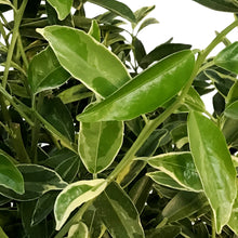 Load image into Gallery viewer, Kumquat, 5gal, Centennial Varigated