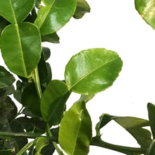 Load image into Gallery viewer, Lime, 5 Gal, Kaffir
