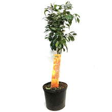 Load image into Gallery viewer, Orange, 5 Gal, Calamondin, Amber