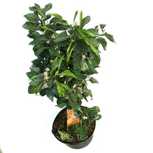 Load image into Gallery viewer, Orange, 5 Gal, Calamondin, Amber