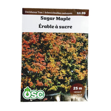 Load image into Gallery viewer, Sugar Maple Seeds, OSC