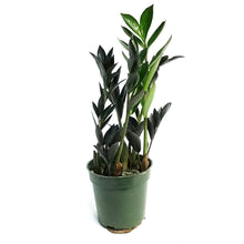 Load image into Gallery viewer, ZZ Plant, 4in, Black