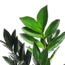 Load image into Gallery viewer, ZZ Plant, 4in, Black
