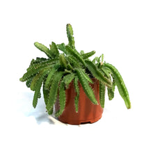 Load image into Gallery viewer, Cactus, 6in,Dragon Fruit, From Seed