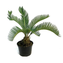 Load image into Gallery viewer, Palm, 6in, King Sago